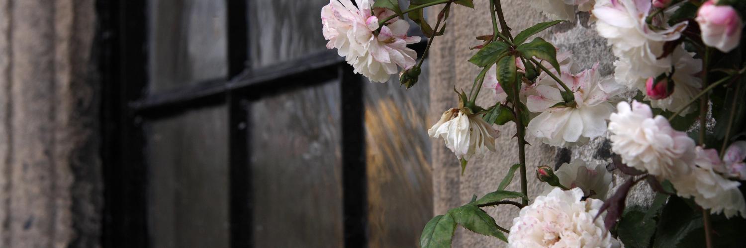 Pink flowers growing in front of a window