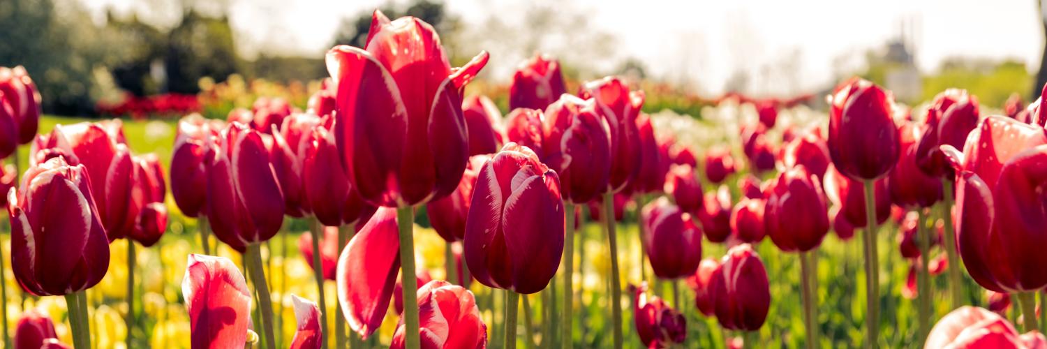 Tulips blooming in Spring