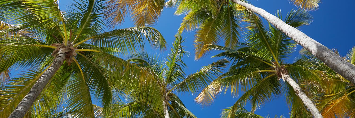 coconut trees