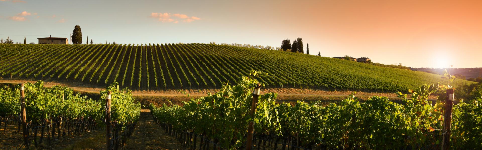 Turismo del vino in Toscana