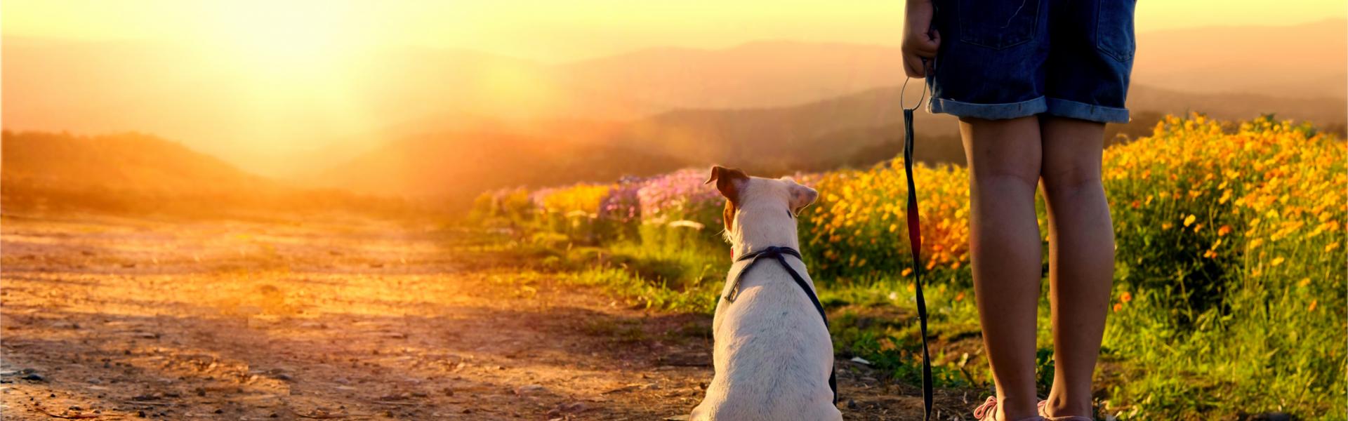 Op vakantie met de hond in Oostenrijk: diervriendelijke vakantiehuizen - Casamundo