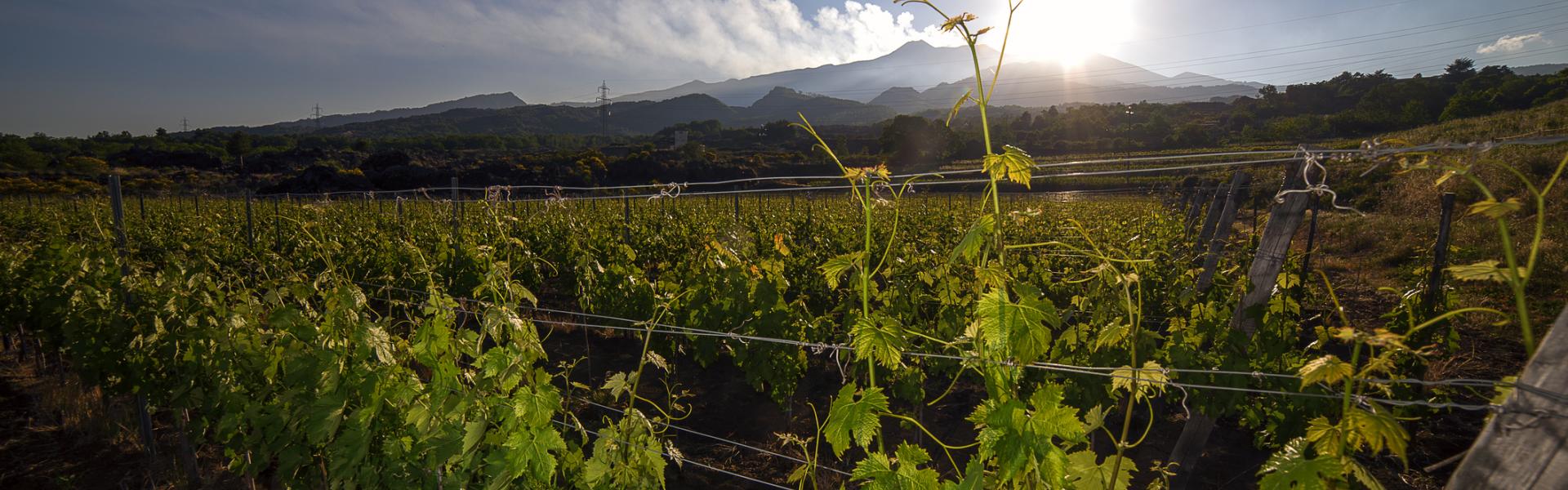 Turismo del vino in Sicilia