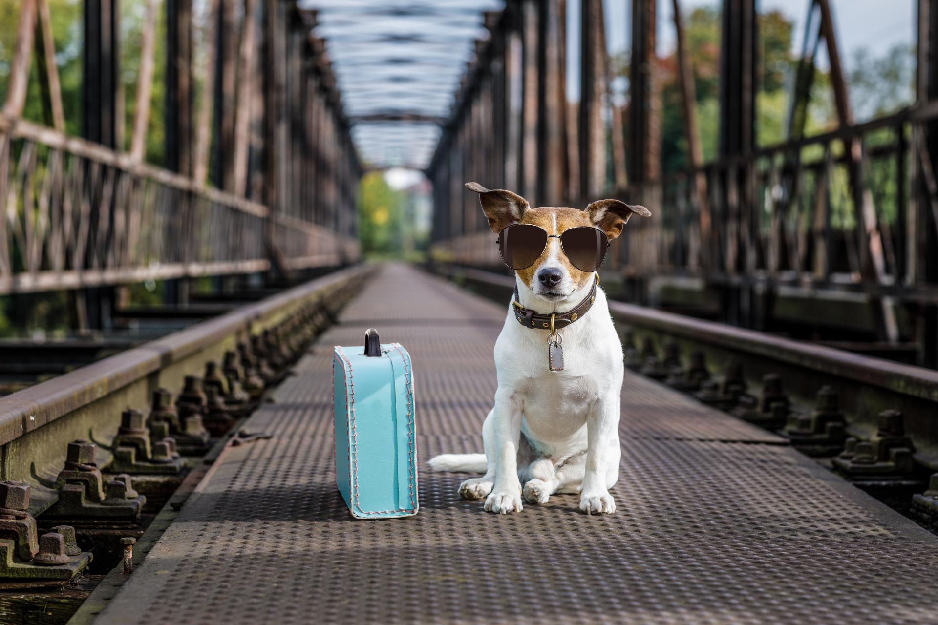 A dog wearing sunglasses on a train platform next to a suitcase