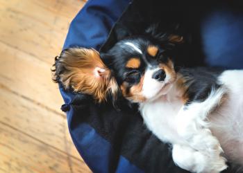 Dog-Friendly Accommodation in Whitby - HomeToGo