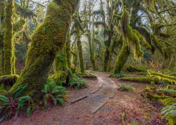 Vacation Rentals in Olympic National Park - HomeToGo