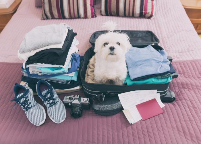 Una historia canina en Villars-sur-Ollon