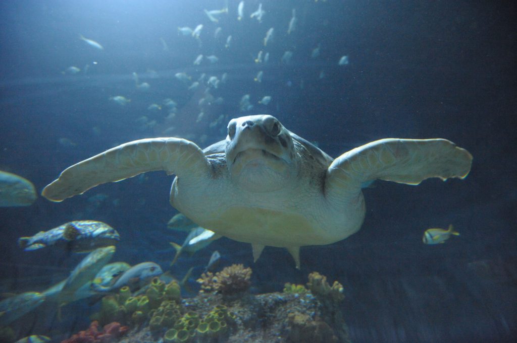 Meeresschildkröte, Foto von Sea Life Timmendorfer Strand Meeresschildkröte, Foto von Sea Life Timmendorfer Strand