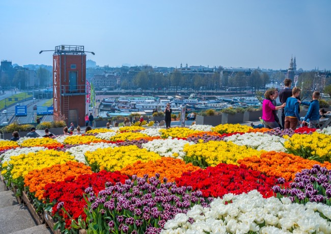 Tulp Festival, Amsterdam Colourful tulips at the Tulp Festival, Amsterdam
