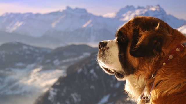 Cani in Trentino