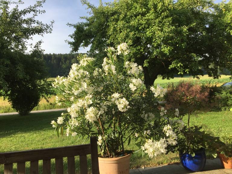 foto15