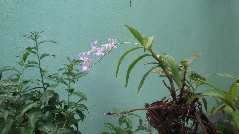 foto19