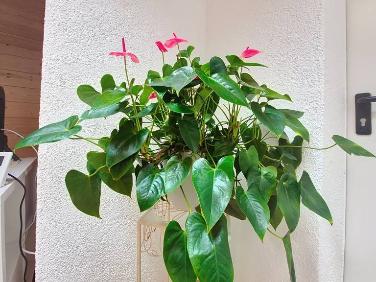foto15