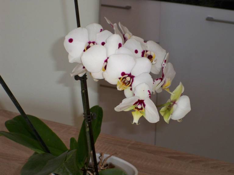 foto9