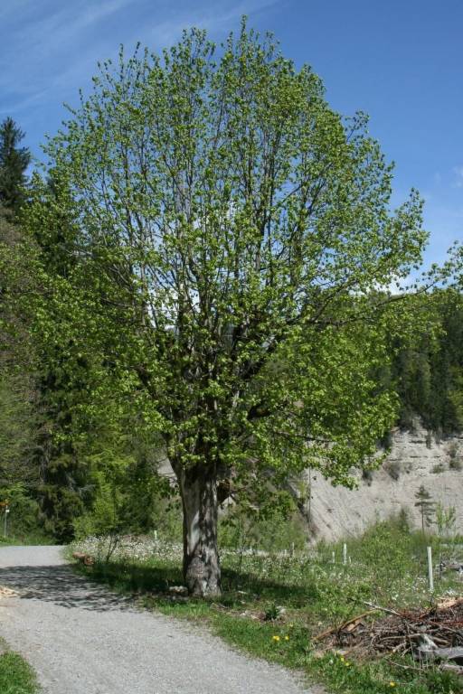 foto36