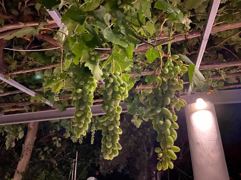 foto36