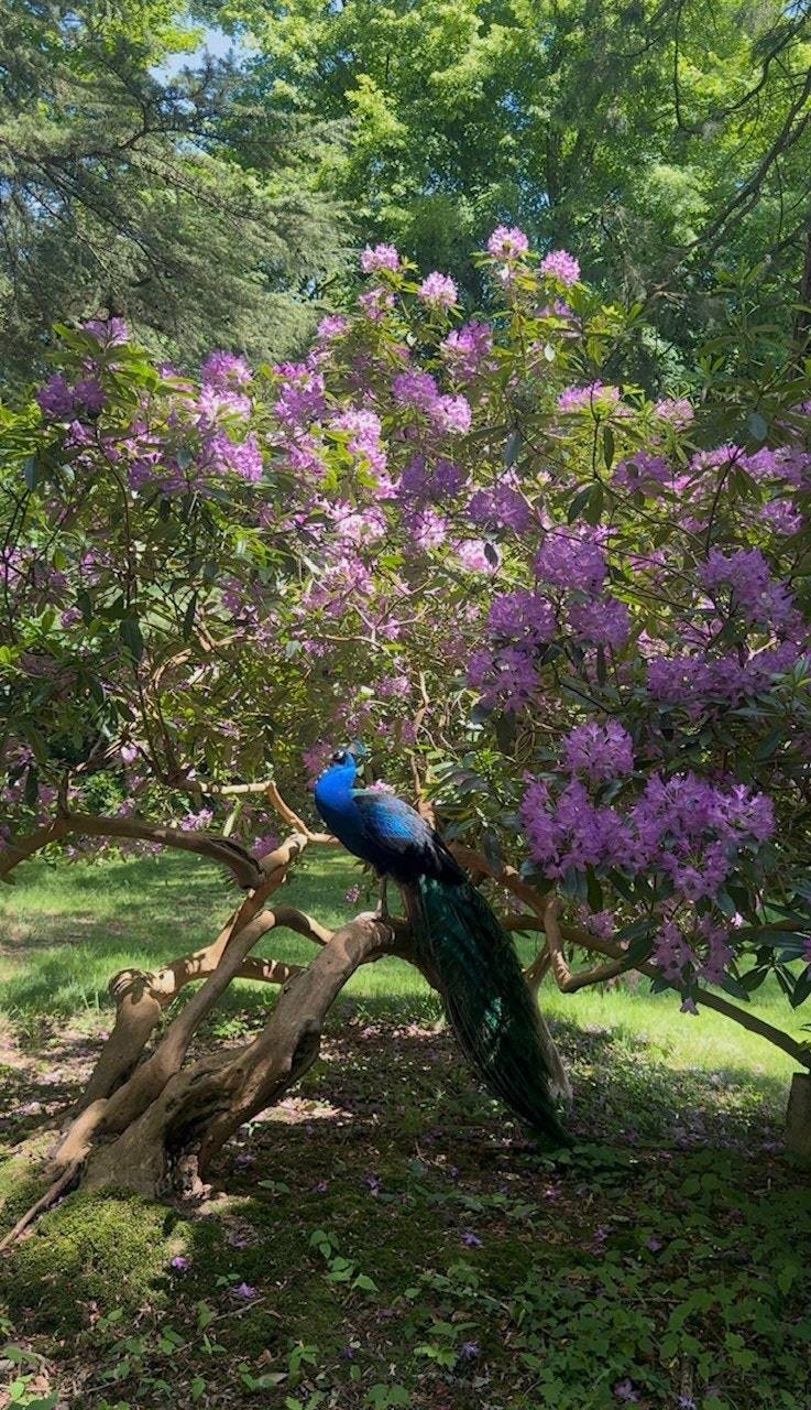 foto46