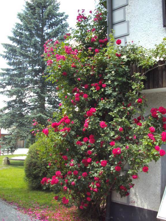 foto29