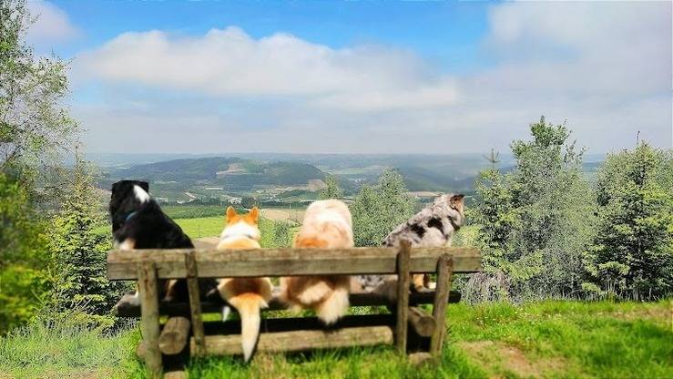 Ferienwohnungen Dorfliebe Dörnberg WALDBLICK