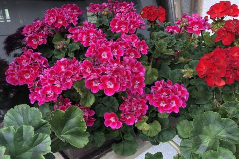 foto7