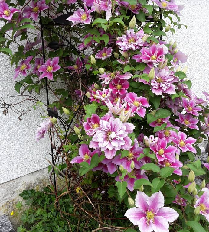 foto14