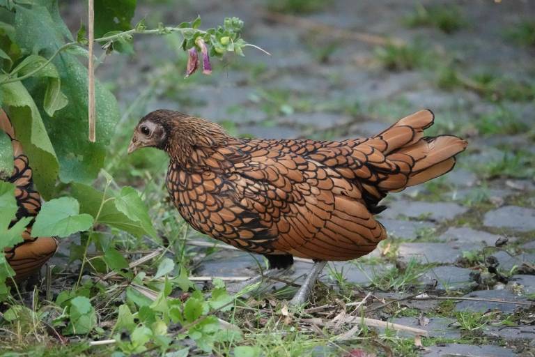 foto21