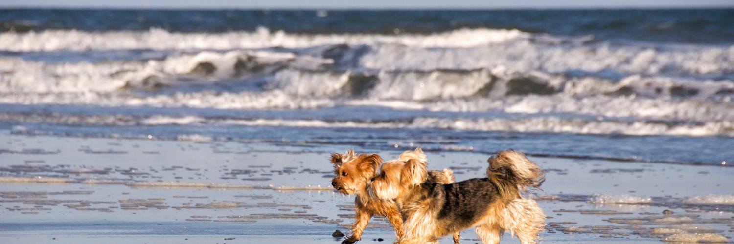 Aktywne wakacje z psem nad morzem