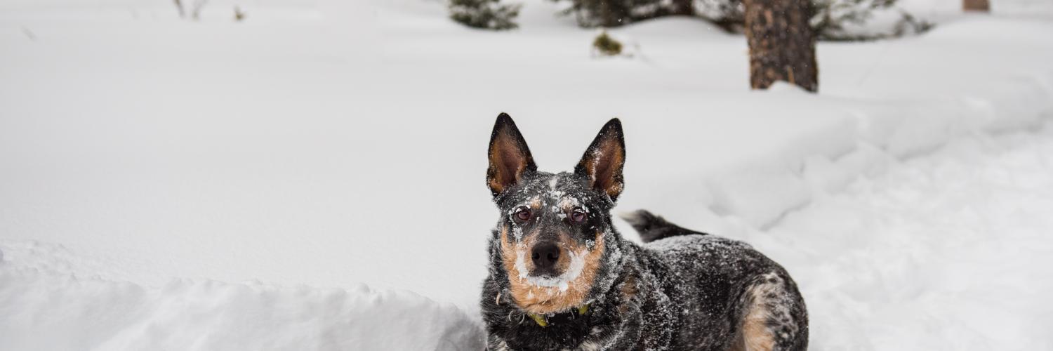 Wintertipps für Hundefreunde