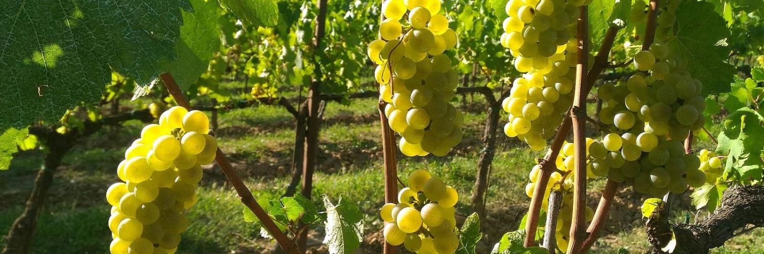 Franciacorta: 10 Cantine da Visitare per Degustare il Vino Italiano - CaseVacanza.it