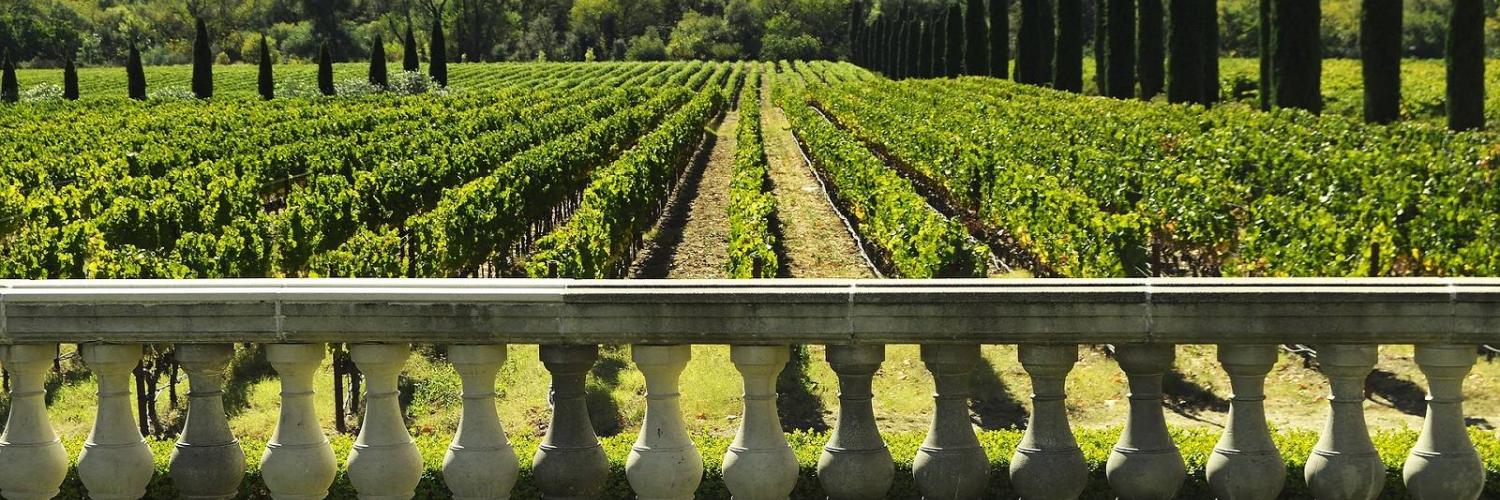 Degustazione Vini in Toscana: un Weekend tra Vigne e Cantine - CaseVacanza.it
