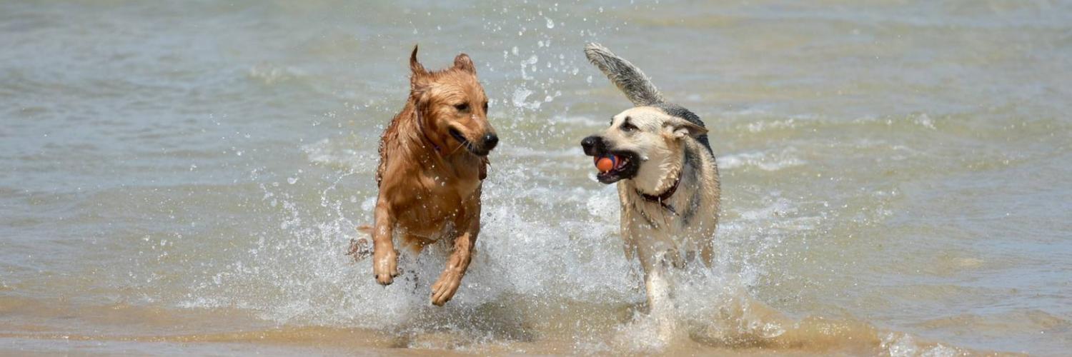 Spiagge per cani in Toscana: una guida sulle spiagge che accettano animali  - CaseVacanza.it