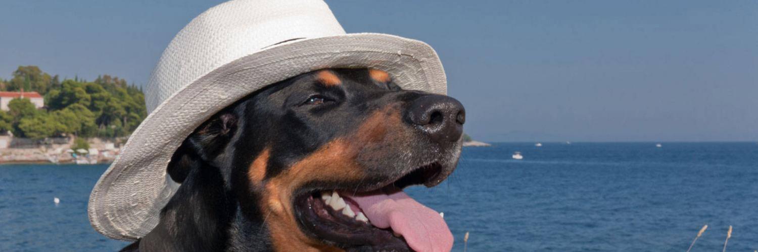 Spiagge per cani nel Lazio: mete dog friendly fra mare, lago e fiume - CaseVacanza.it