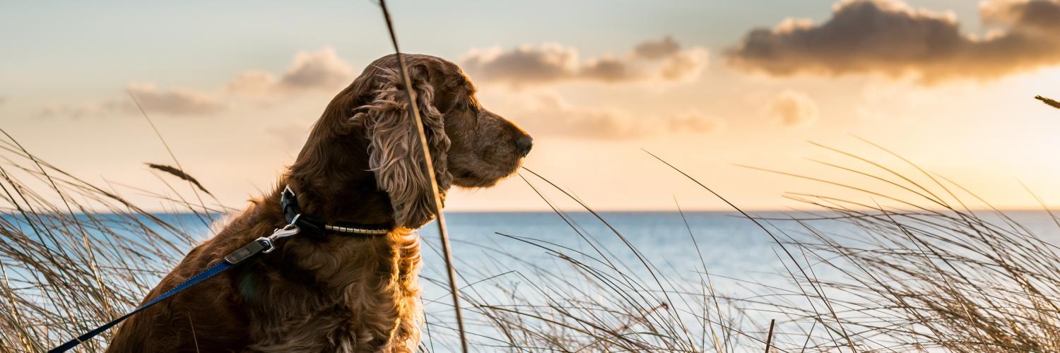 Playas que admiten perros en Sitges