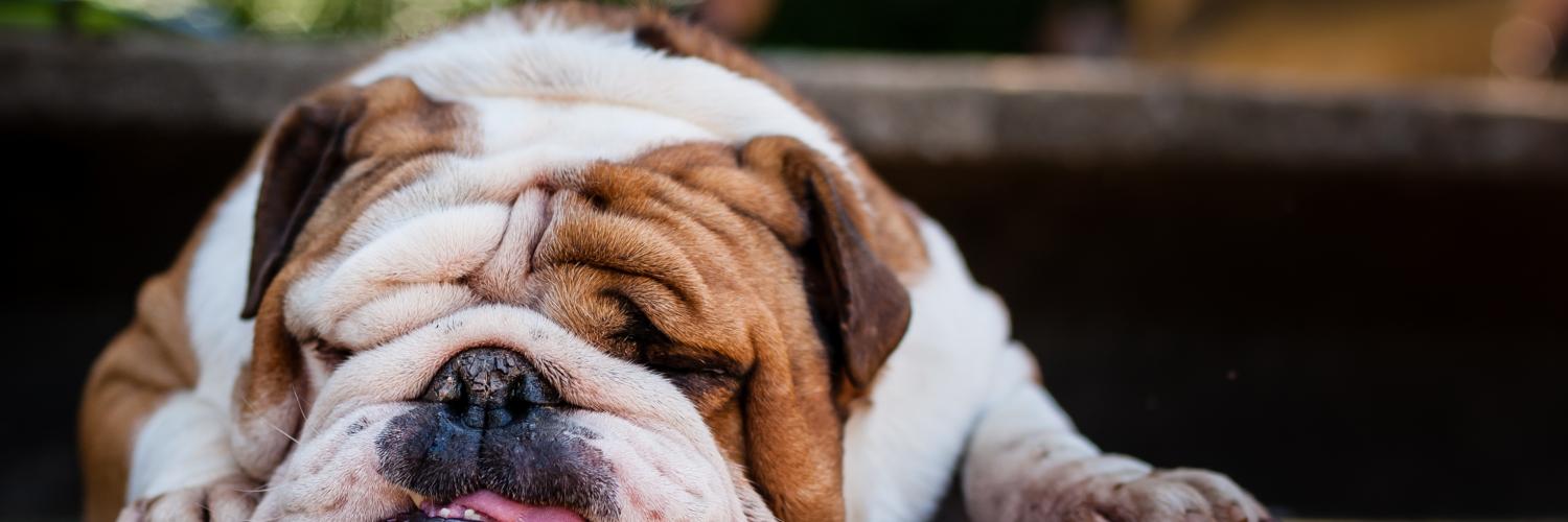 Ein Urlaub mit Ihrem Hund im Harz steckt voller Überraschungen