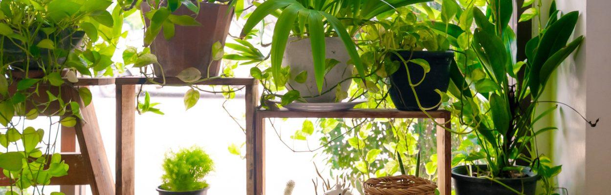Réussir l'arrosage des plantes d'intérieur