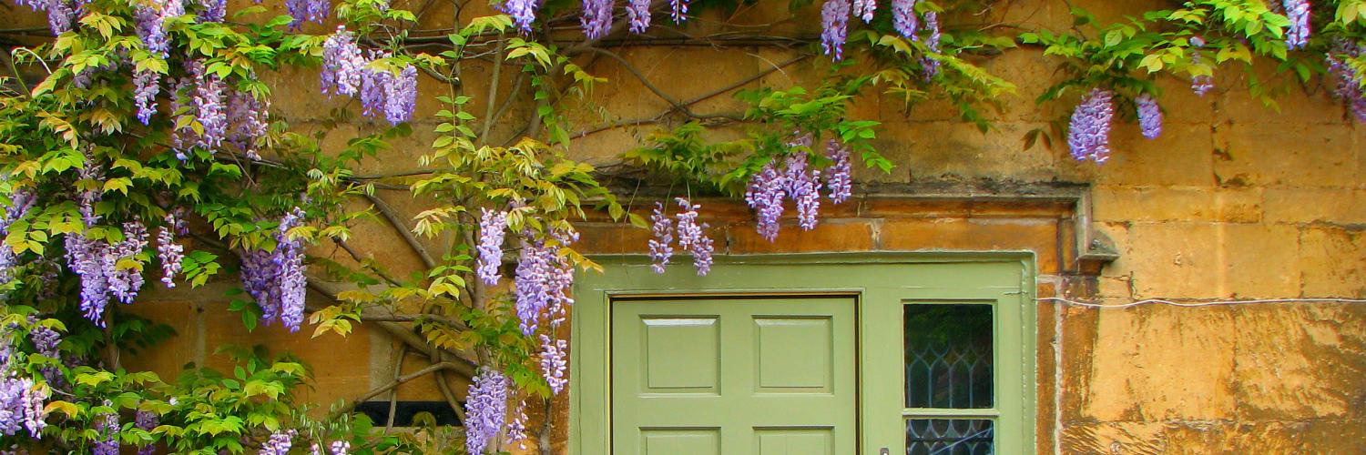 Wisteria in full bloom surrounds front of Cotswold stone cottage in Moreton-in Marsh, England.