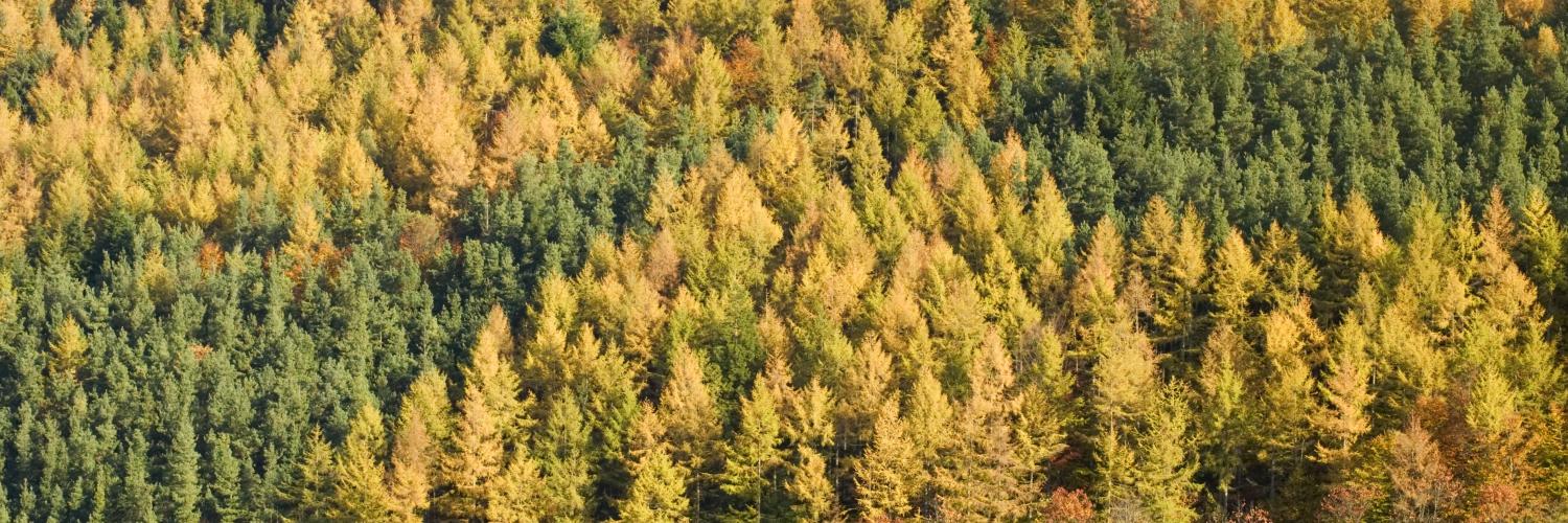 Autumnal forest scene in Wales, looking out across golden leaves