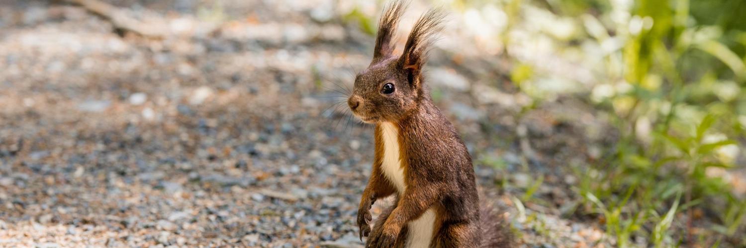 Eichhörnliweg