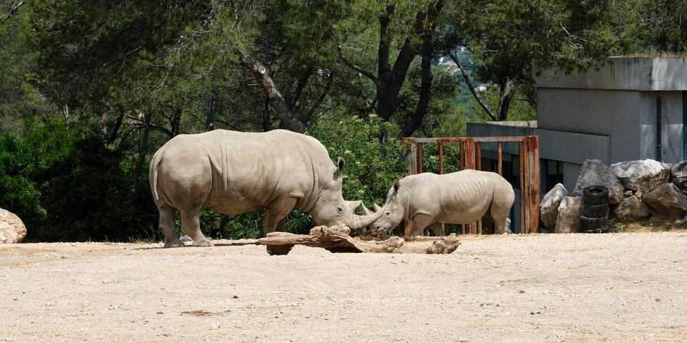 Dierentuin van Montpellier