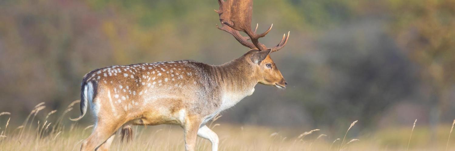 Wild & Adventure Park Ferleiten