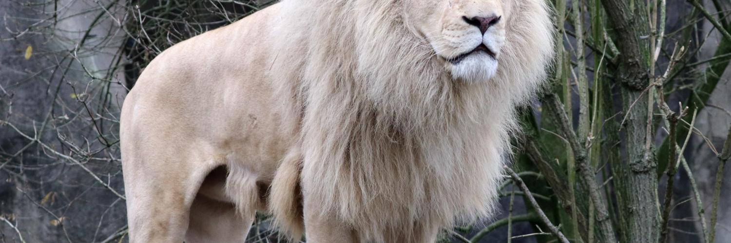 Ouwehands Dierenpark/ zoo