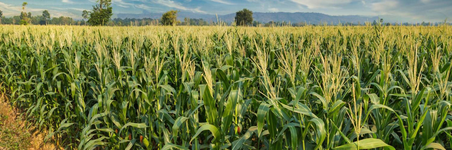 Corn Lanta - Sanguinet