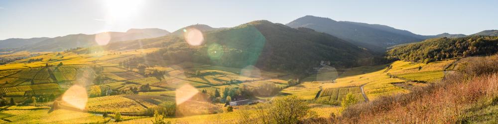 Wijnvelden bij Bergheim in de Elzas