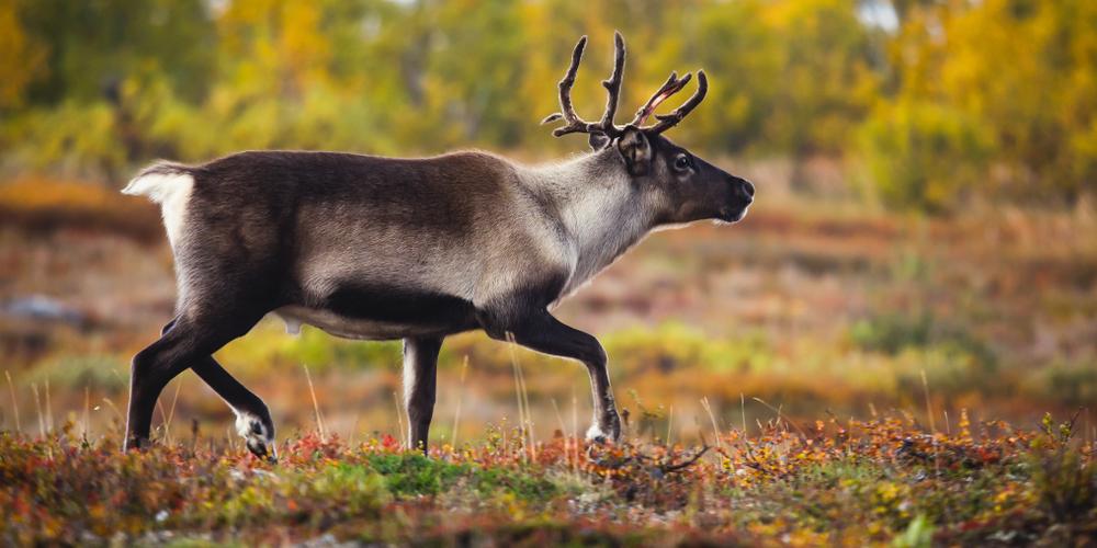 Schweden Rentier im Nationalpark