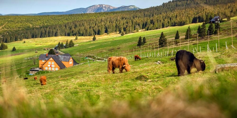 Ferienhaus Riesengebirge