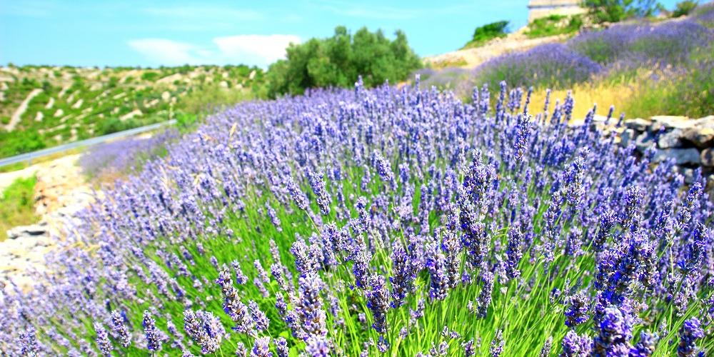 Pola lawendowe na Hvarze