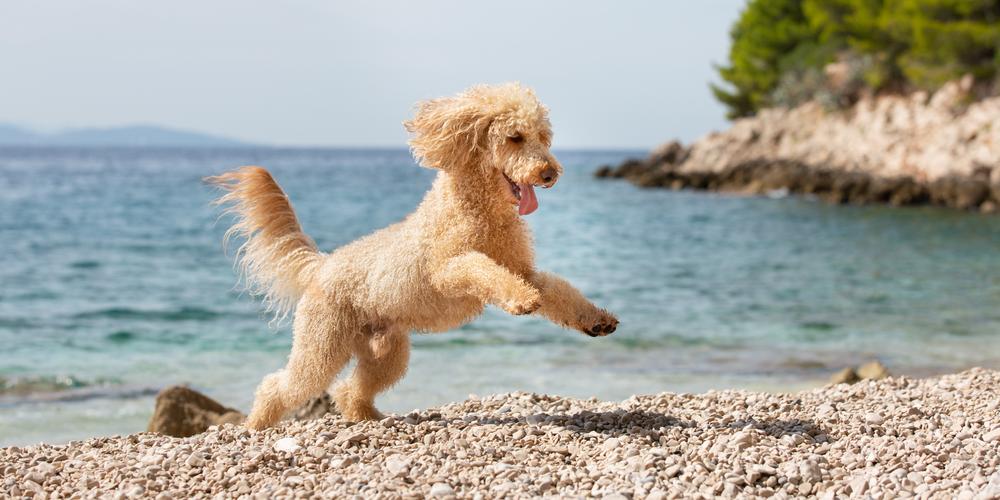 Plaża przyjazna zwierzakom