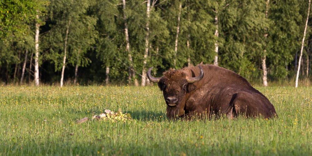 Żubr w Puszczy Białowieskiej