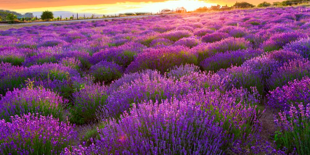 Pola lawendy w Tihany