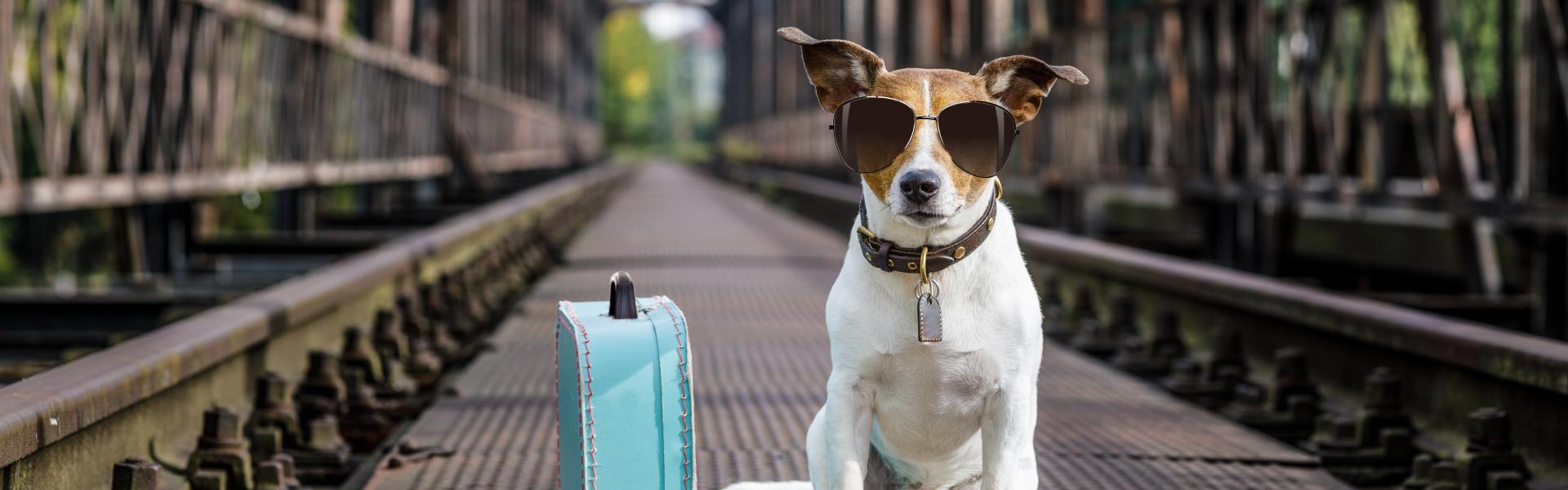 Nicht ohne mein Haustier! - HomeToGo