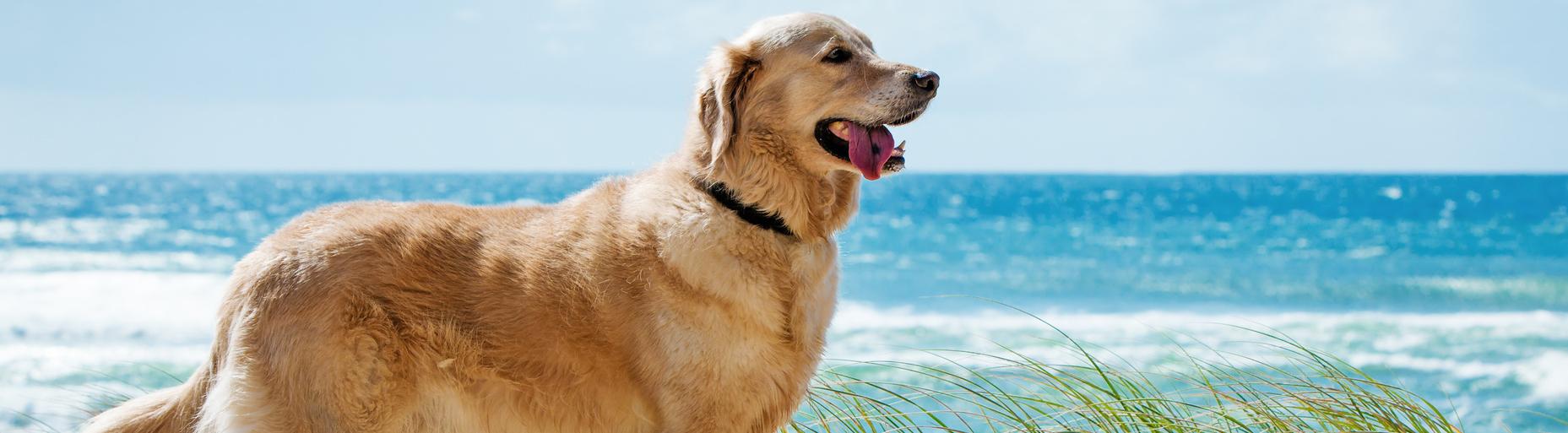 Mit Hund und Auto Europa entdecken - HomeToGo